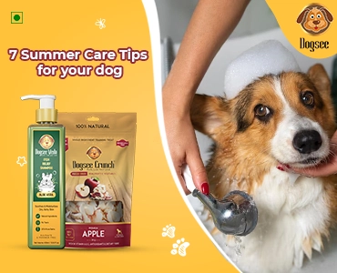 7 Summer Care Tips for Your Dog