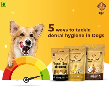 5 Ways to Tackle Dental Hygiene in Dogs