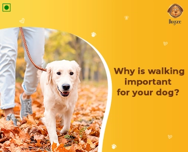 Walking Important for your Dog