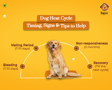 Dog Heat Cycle: Timing, Signs & Tips to Help