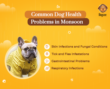 Common Dog Health Problems in Monsoon