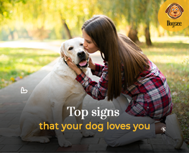 Top Signs That Your Dog Loves You