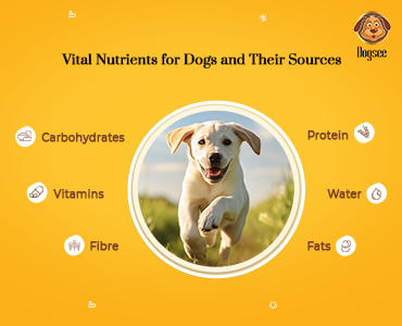 Vital Nutrients for Dogs and Their Sources