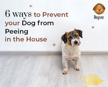 6 Ways to Prevent Your Dog from Peeing in the House