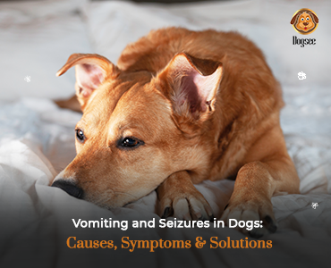 Vomiting and Seizures in Dogs