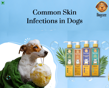 Common Skin Infections in Dogs