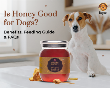 Honey Good for Dogs
