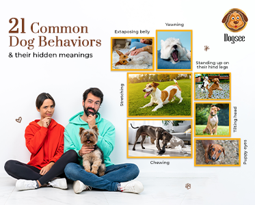 Common Dog Behaviors & their Hidden Meanings