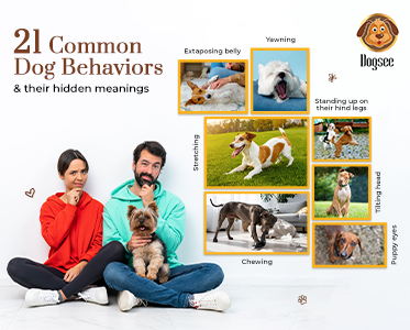 21 Common Dog Behaviors Their Hidden Meanings Dogsee 21 Common Dog Behaviors Their Hidden Meanings Dogsee
