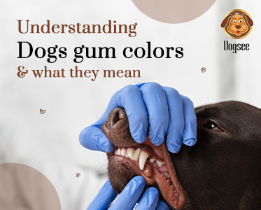 Understanding Dogs Gum Colors & What they Mean