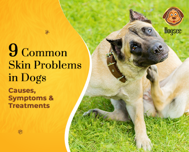 Home remedies for chihuahua skin problems sale